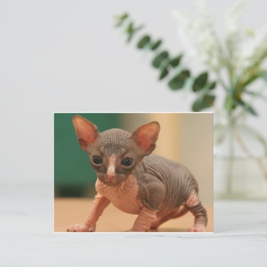 Carte Postale Cute sphynx chaton (Debout devant)
