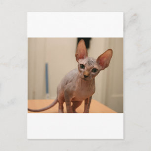 Carte Postale Cute sphynx kitten "Je suis sans colère, n'est-ce