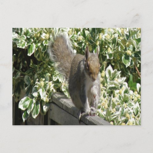 Carte postale Cute Squirrel (Devant)