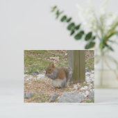 Carte postale Cute Squirrel (Debout devant)