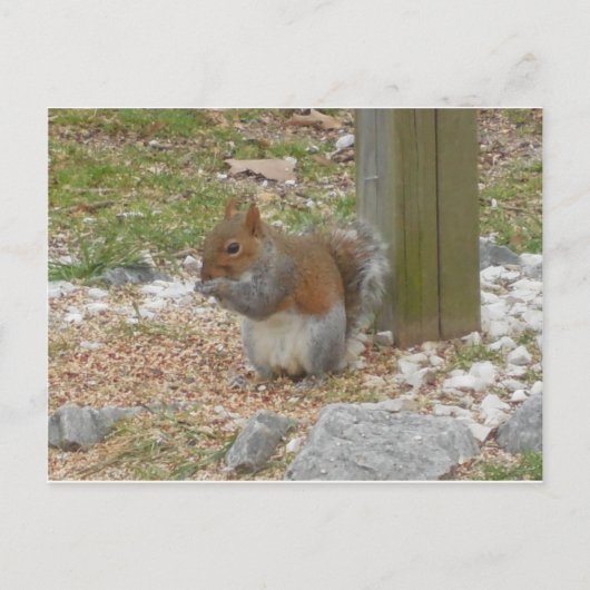 Carte postale Cute Squirrel (Devant)