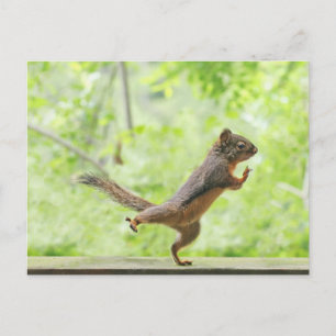Carte Postale Cute Squirrel Doing Tai Chi