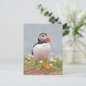 Carte Postale Cute Standing Puffin (Debout devant)