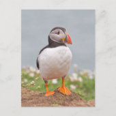 Carte Postale Cute Standing Puffin (Devant)