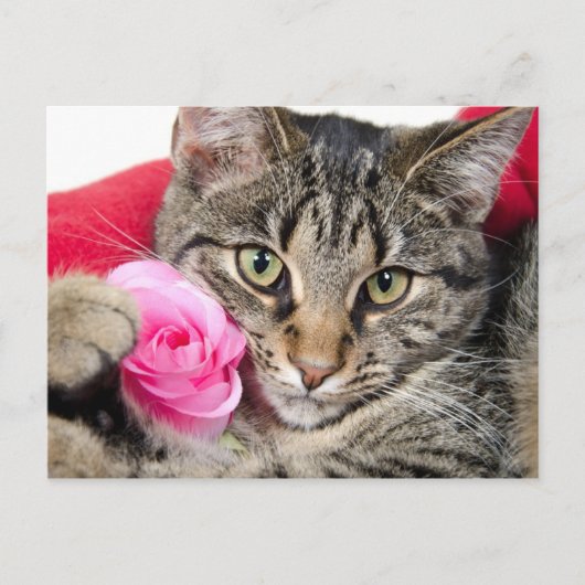 Carte Postale Cute Tabby Chat Avec Rose (Devant)