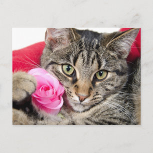 Carte Postale Cute Tabby Chat Avec Rose
