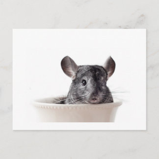 Carte Postale Cute Teacup Chinchilla Grey