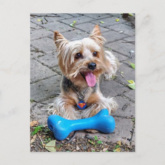 Carte Postale Cute Terrier (Devant)