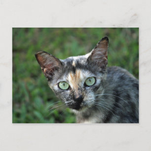 Carte Postale Cute Tortoiseshell Photo Chat
