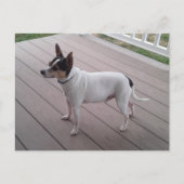 Carte Postale cute toy fox terrier/chihuahua dog postcard (Devant)