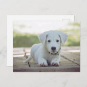 Carte Postale cute white dog puppy (Devant / Derrière)