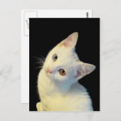 Carte postale Cute White Van Kitten (Devant / Derrière)