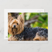 Carte Postale Cute Yorkshire Terrier Chien dans le jardin