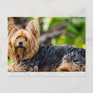 Carte Postale Cute Yorkshire Terrier Chien dans le jardin