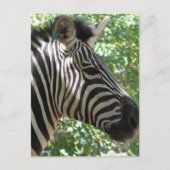 Carte postale Cute Zebra (Devant)