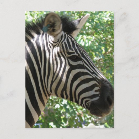 Carte postale Cute Zebra (Devant)