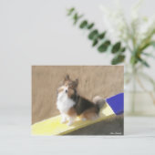 Carte Postale CuteShetland Sheepdog sitting on a teeter (Debout devant)