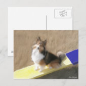 Carte Postale CuteShetland Sheepdog sitting on a teeter (Devant / Derrière)
