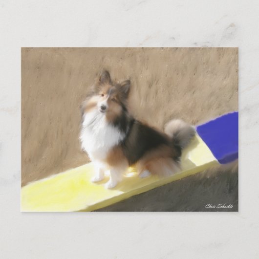 Carte Postale CuteShetland Sheepdog sitting on a teeter (Devant)
