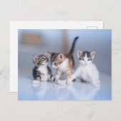 Carte Postale Cutest Baby Animals | 3 Tabby Kittens (Devant / Derrière)