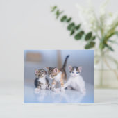 Carte Postale Cutest Baby Animals | 3 Tabby Kittens (Debout devant)