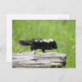 Carte Postale Cutest Baby Animals | Baby Skunk (Devant / Derrière)