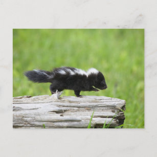 Carte Postale Cutest Baby Animals   Baby Skunk