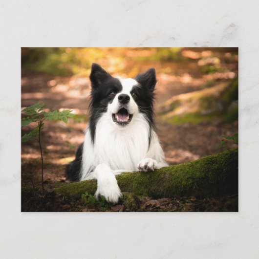 Carte Postale Cutest Baby Animals | Black and White Border Colli (Devant)