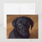 Carte Postale Cutest Baby Animals | Black Labrador Puppy (Devant / Derrière)