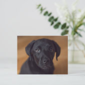 Carte Postale Cutest Baby Animals | Black Labrador Puppy (Debout devant)