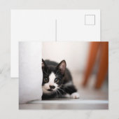Carte Postale Cutest Baby Animals | Black & White Kitten (Devant / Derrière)