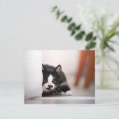 Carte Postale Cutest Baby Animals | Black & White Kitten (Debout devant)