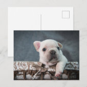 Carte Postale Cutest Baby Animals | French Bulldog (Devant / Derrière)