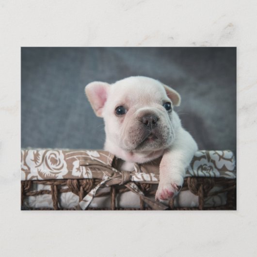 Carte Postale Cutest Baby Animals | French Bulldog (Devant)