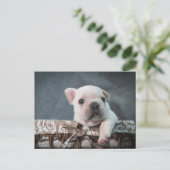 Carte Postale Cutest Baby Animals | French Bulldog (Debout devant)
