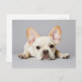 Carte Postale Cutest Baby Animals | French Bulldog Lying Down (Devant / Derrière)