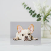 Carte Postale Cutest Baby Animals | French Bulldog Lying Down (Debout devant)