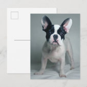 Carte Postale Cutest Baby Animals | French Bulldog Puppy (Devant / Derrière)