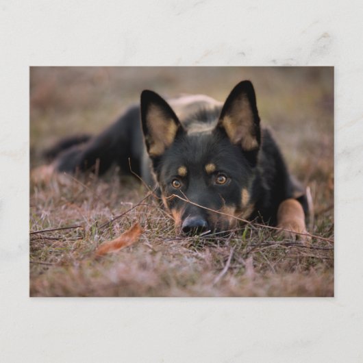 Carte Postale Cutest Baby Animals | German Shepherd Puppy (Devant)