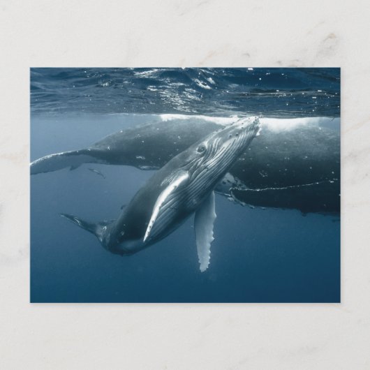 Carte Postale Cutest Baby Animals | Humpback Whale Calf (Devant)