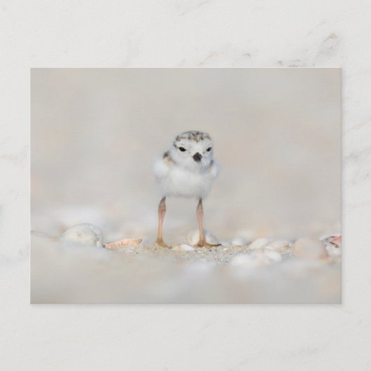Carte Postale Cutest Baby Animals | Piping Plover Chick (Devant)
