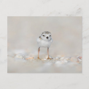 Carte Postale Cutest Baby Animals   Piping Plover Chick
