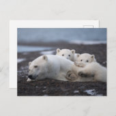 Carte Postale Cutest Baby Animals | Polar Bear Family Alaska (Devant / Derrière)