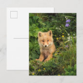 Carte Postale Cutest Baby Animals | Red Fox at Umnak Alaska (Devant / Derrière)