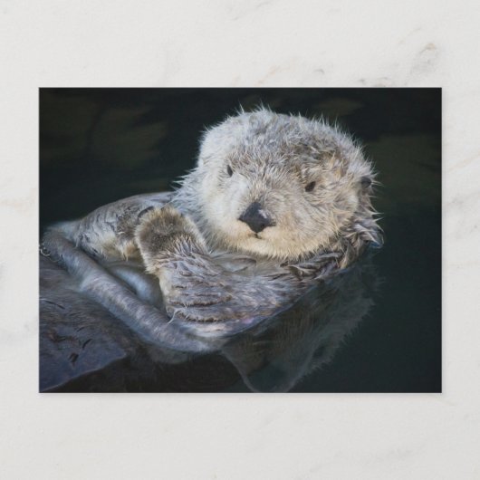 Carte Postale Cutest Baby Animals | Sea Otter Floating (Devant)