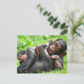 Carte Postale Cutest Baby Animals | Two Young Chimpanzees (Debout devant)