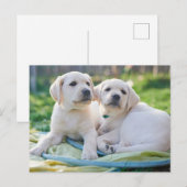 Carte Postale Cutest Baby Animals | Yellow Labrador Retrievers (Devant / Derrière)