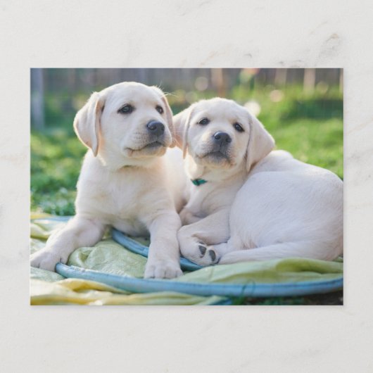Carte Postale Cutest Baby Animals | Yellow Labrador Retrievers (Devant)