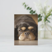 Carte Postale Cutie Cav ! (Debout devant)
