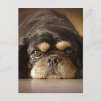 Carte Postale Cutie Cav !